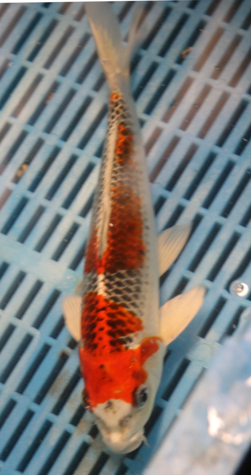 10" Hand Selected Koi Carp Kujaku (14JR59)