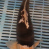 14-16" Hand Selected Koi Carp Kumonryu (11A43)