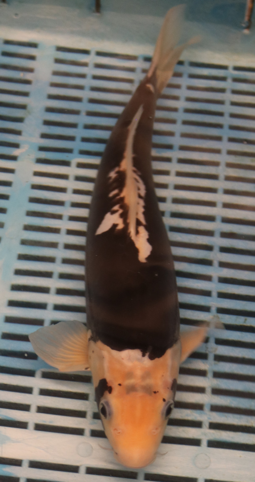 14-16" Hand Selected Koi Carp Kumonryu (11A43)