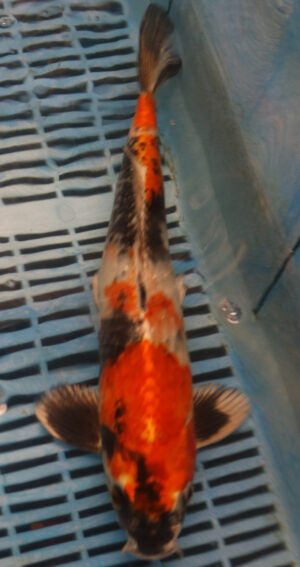 13" Hand Selected Koi Carp kin Showa (11A44)