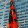 14'' Hand Selected Koi Carp Showa (11B19)    