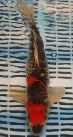 13" Hand Selected Koi Carp Kin Shiro Goshki (11A45)