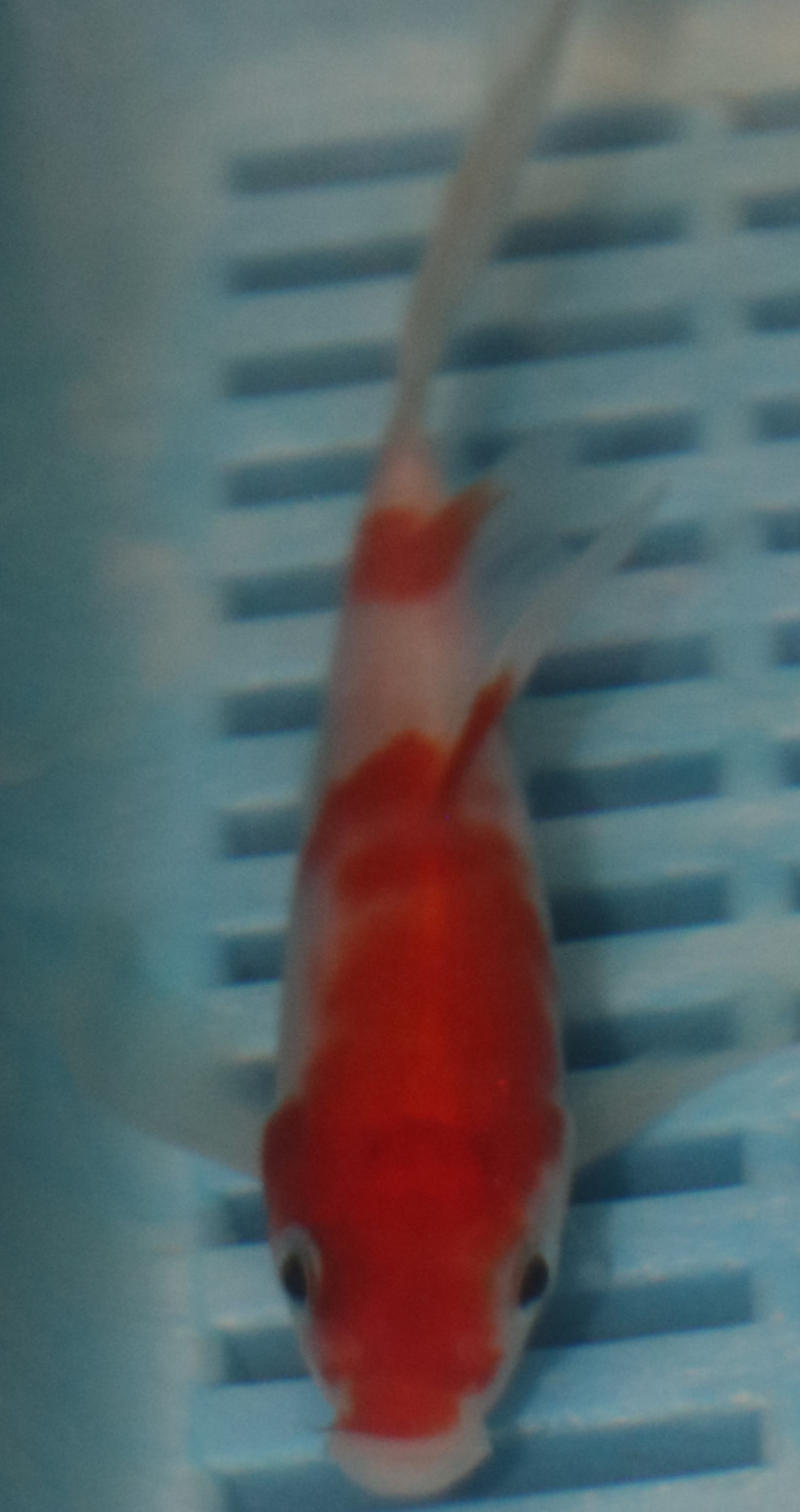 4-5'' Hand Selected Butterfly Koi Carp (LR118)