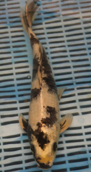 13" Hand Selected Koi Carp Kin Shiro Utsuri (11A46)