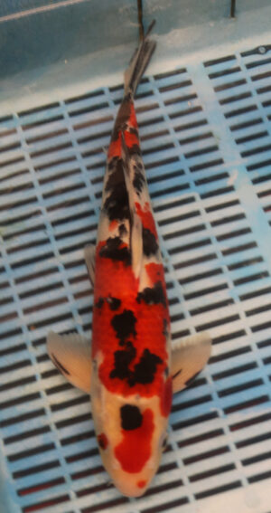 13" Hand Selected Koi Carp Sanke (11A47)
