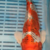 11.5" Hand Selected Koi Carp Kujaku (14JR64)