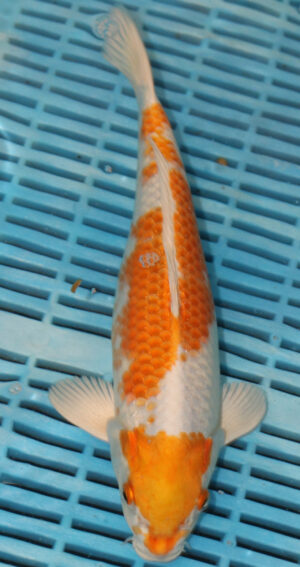 11" Hand Selected Koi Carp Hariwake (10C64) 