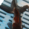 High Quality Oranda 11-13cm (BL212)