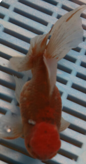 High Quality Oranda 11-13cm (BL268)