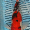 10" Hand Selected Koi Carp Sanke (14JR67)