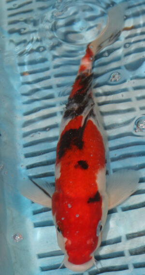 10" Hand Selected Koi Carp Sanke (14JR67)
