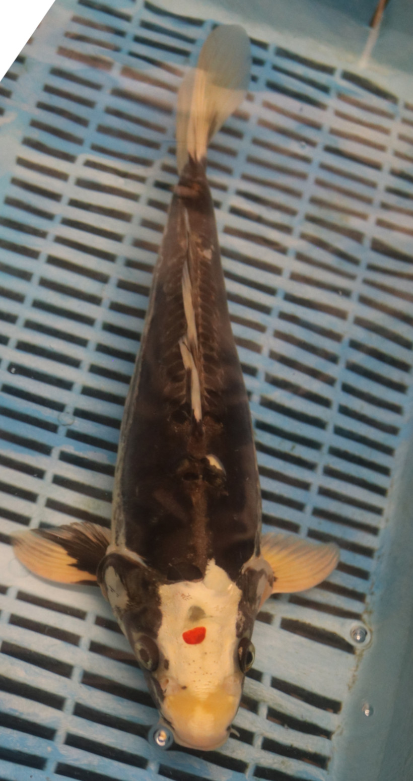 13" Hand Selected Koi Carp Kikokuryu (11A51)