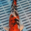 10" Hand Selected Koi Carp Yamatonishiki (14JR68)