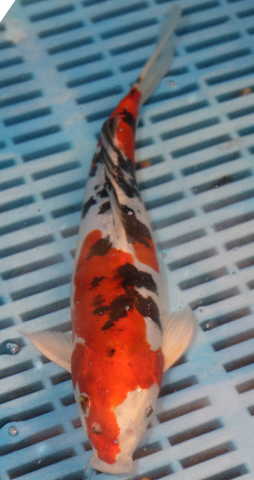 10" Hand Selected Koi Carp Yamatonishiki (14JR68)