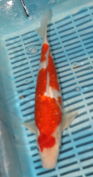 11" Hand Selected Koi Carp Kohaku (14JR69)