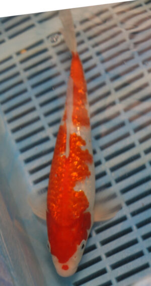 10" Hand Selected Koi Carp Kohaku (14JR71)