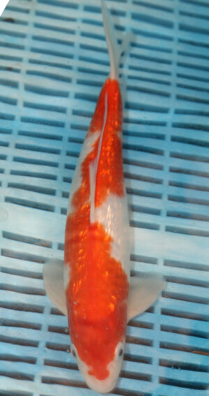 11" Hand Selected Koi Carp Kohaku (14JR73)