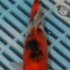 7-8'' Hand Selected Koi Carp (LR155)