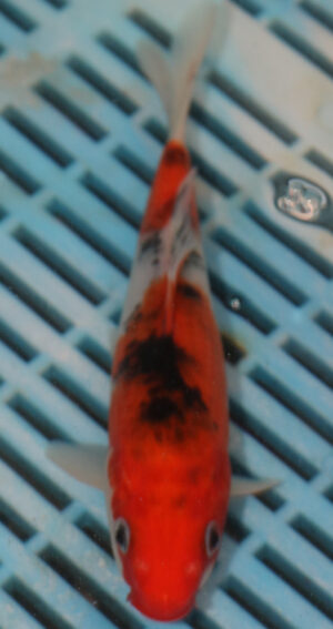 7-8'' Hand Selected Koi Carp (LR155)