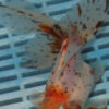 High Quality Oranda 13-15cm (BL227)