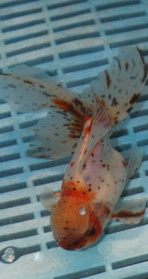 High Quality Oranda 13-15cm (BL227)