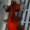 High Quality Oranda 11-13cm (BL269)