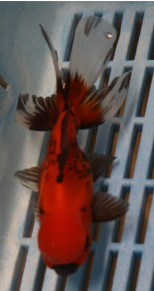 High Quality Oranda 11-13cm (BL269)