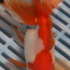 High Quality Oranda 13-15cm (BL293)