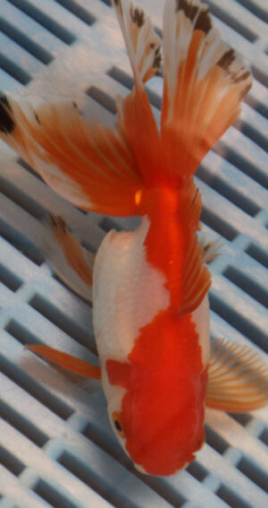 High Quality Oranda 13-15cm (BL293)