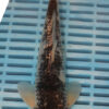 10-12" Hand Selected Koi Carp Goshiki (11C6)