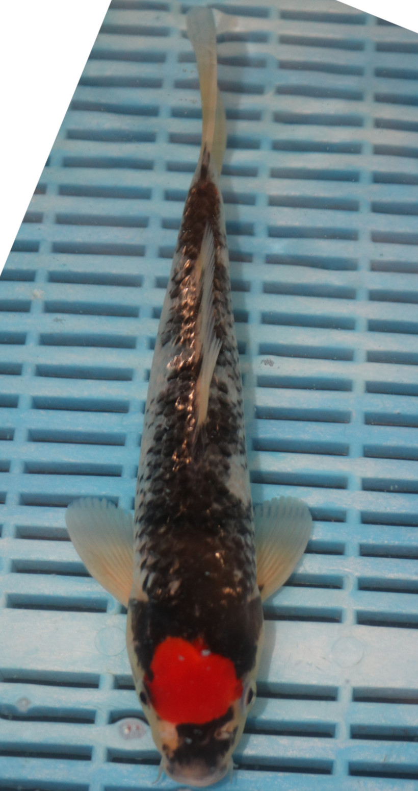 10-12" Hand Selected Koi Carp Goshiki (11C6)