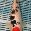 14'' Hand Selected Koi Carp Tancho Sanke (16JR06)    