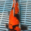 12" Hand Selected Koi Carp Gin Rin Showa (15JR05)