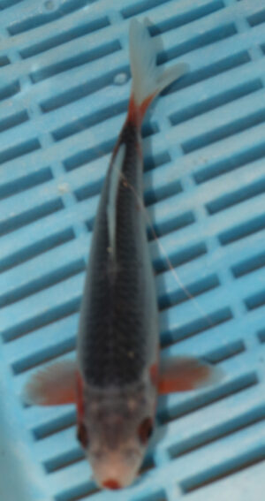 6-7'' Hand Selected Koi Carp (LR136)