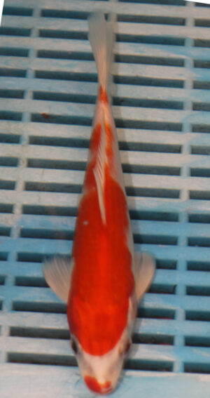 7-8'' Hand Selected Koi Carp (LR156)