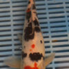 10" Hand Selected Koi Carp Tanchu Sanke (14JR25)