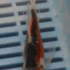 5-6'' Hand Selected Butterfly Koi Carp (LR286)