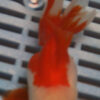 High Quality Oranda 11-13cm (BL270)