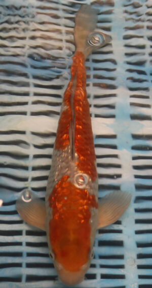 12.5" Hand Selected Koi Carp Gin Rin Ochiba (11A7)