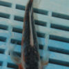 5-6'' Hand Selected Butterfly Koi Carp (LR208)