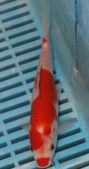 7-8'' Hand Selected Koi Carp (LR158)