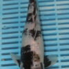 10" Hand Selected Koi Carp Shiro Utsuri (10C68)