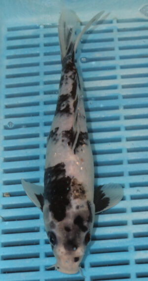 10" Hand Selected Koi Carp Shiro Utsuri (10C68)