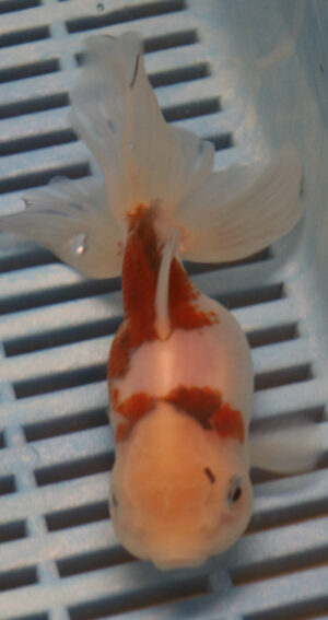 High Quality Oranda 13-15cm (BL296)