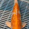 13" Hand Selected Koi Carp Gin Rin Hariwake (15JR08)