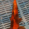 11" Hand Selected Koi Carp Hi Utsuri  (11C20)
