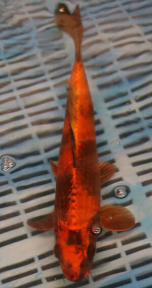 11" Hand Selected Koi Carp Hi Utsuri  (11C20)