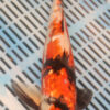 13.5" Hand Selected Koi Carp Gin Rin Showa (11A9)
