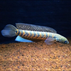 Channa Asiatica RSWS