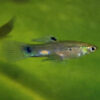 Emerald Green Endler Guppy MALE